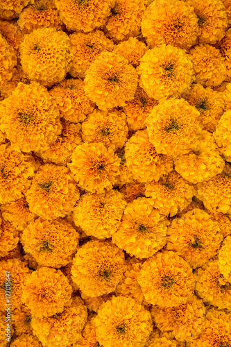 Obraz na płótnie Marigold flowers close-up colorful background w salonie