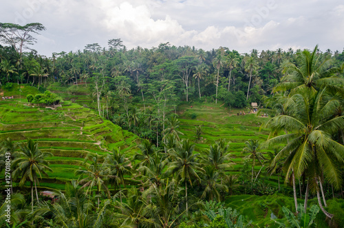 Tegalalang - rice field in Bali