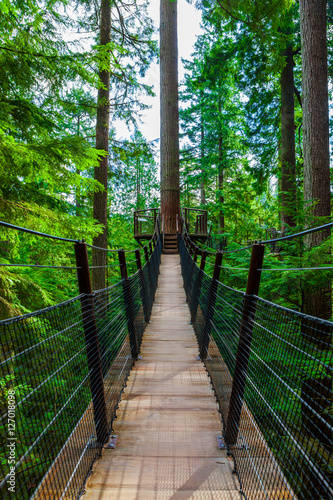 Fototapeta Naklejka Na Ścianę i Meble -  Treetop Suspension Bridge in Capilano Park, British Columbia