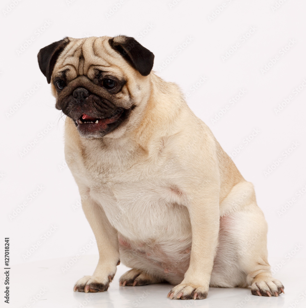 Pug dog isolated in white