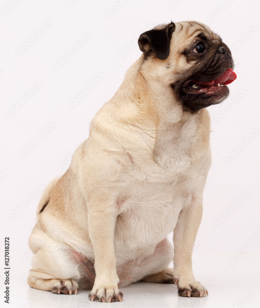 Fototapeta premium Pug dog isolated in white