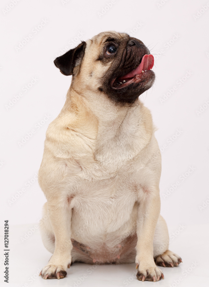 Pug dog isolated in white