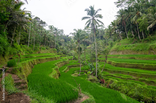 Rice fields Tegalalang