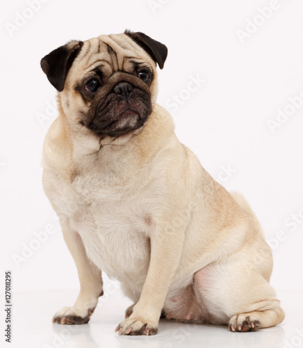 Pug dog isolated in white