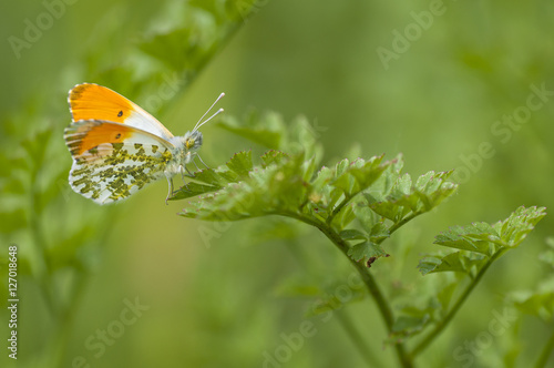 orange butterfly resting on plant