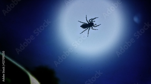 Trippy Spider © SummerSlaughter