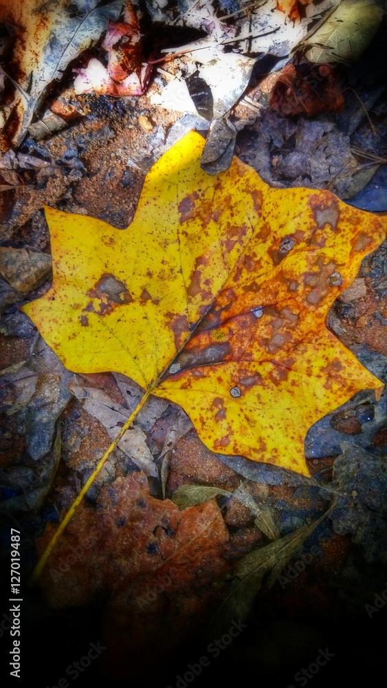 Golden Yellow Leaf Golden Yellow Leaf