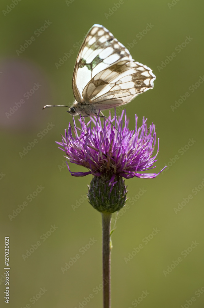 white butterfly feeding in a pink flower white butterfly feeding in a pink flower