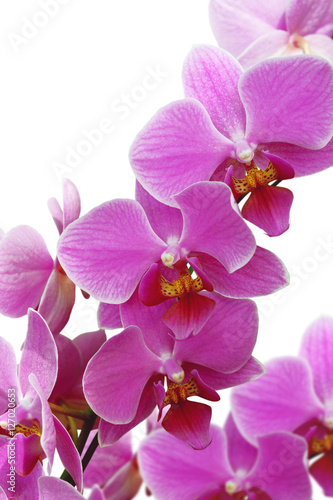 blossoming orchid flower, isolate on white background.