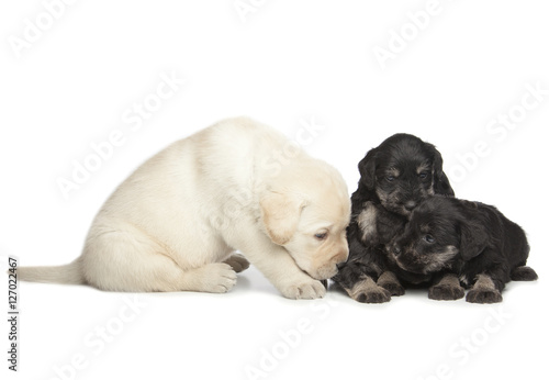 Labrador and Miniature Schnauzer black puppies