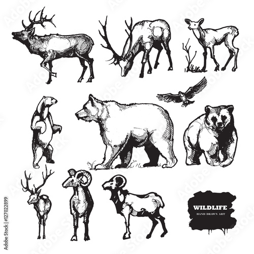 Wildlife. Hand drawn vector silhouettes.