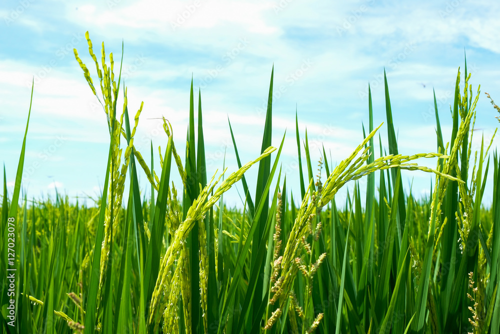 Fototapeta premium Green rice field in nature at Thiland