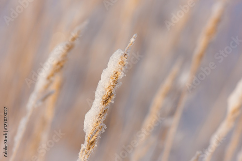 grass with snow close up