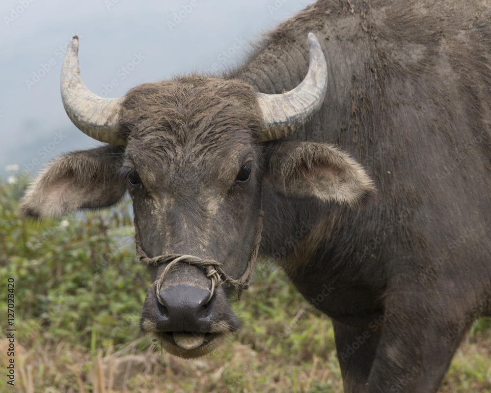 Water buffalo Water buffalo