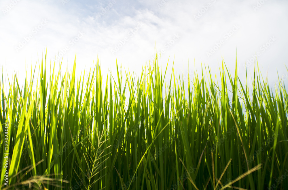 Shallow depth of field with focus on nearest grass.