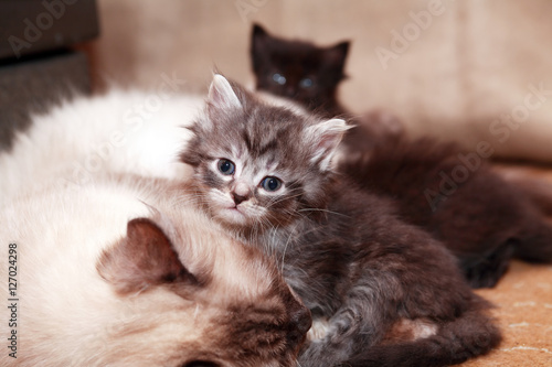 Fotografie Kitty Near Mother