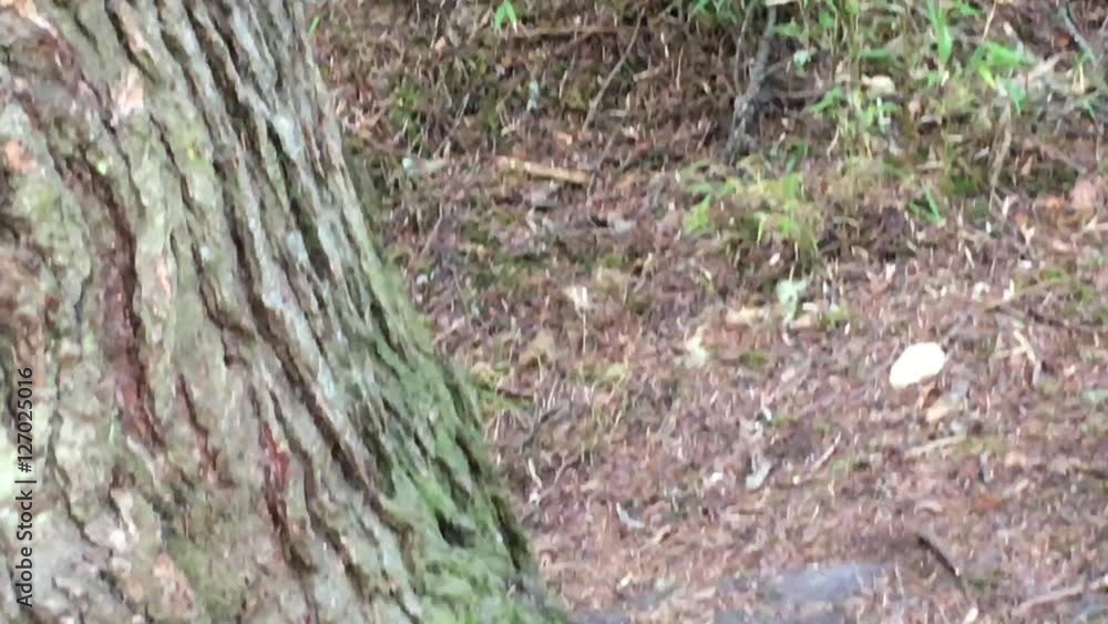 Cute Squirrels in the autumn forest around tree in Huanglong national park of Sichuan,China Cute Squirrels in the autumn forest around tree in Huanglong national park of Sichuan,China