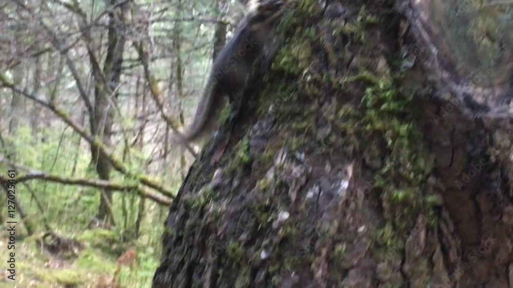 Cute Squirrels in the autumn forest around tree in Huanglong national park of Sichuan,China Cute Squirrels in the autumn forest around tree in Huanglong national park of Sichuan,China