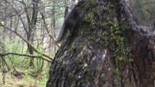 Cute Squirrels  in the autumn forest around tree in  Huanglong national park of Sichuan,China