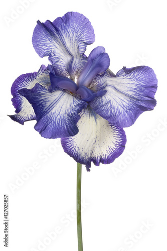 Fototapeta Naklejka Na Ścianę i Meble -  iris