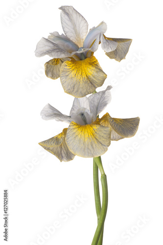 Fototapeta Naklejka Na Ścianę i Meble -  iris