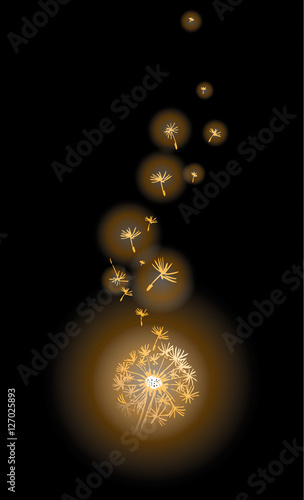 Fototapeta Naklejka Na Ścianę i Meble -  beautiful dandelion glowing in the dark