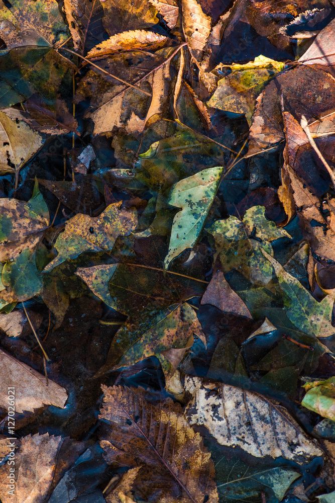 Obraz premium frozen autumn leaves