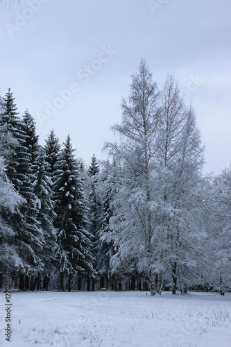 winter snow on fir tree © alexkich