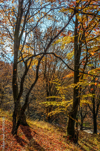 autumn forest in foliage © Pellinni