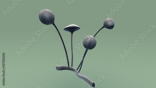 Aplanospores  photo