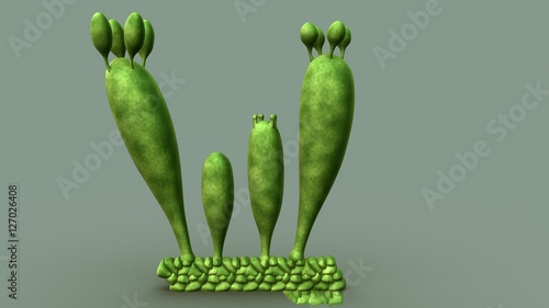 Photos Basidiospores