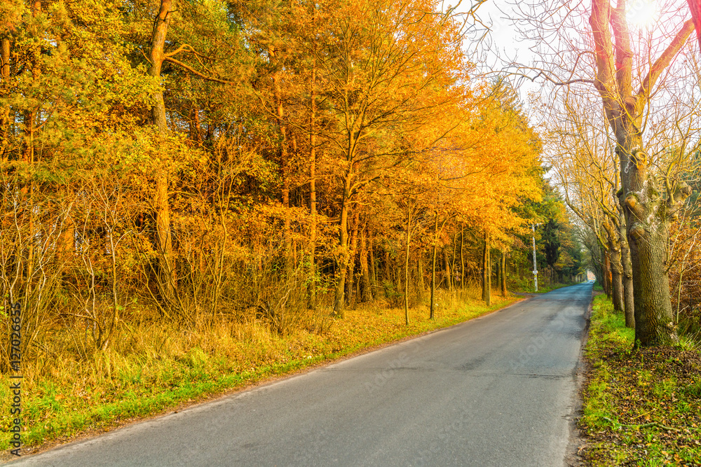 Asphalt road in golden autumn forest.