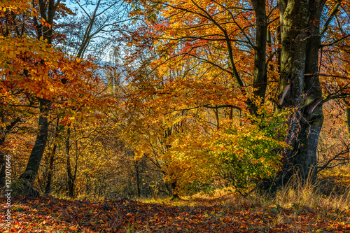 forest in red foliage on sunny autumn day