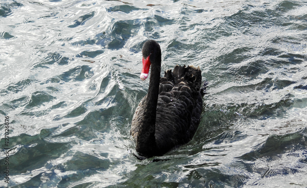Fototapeta premium Black Swan