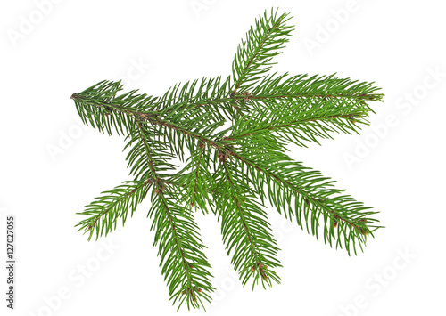 Green fir branch for christmas  isolated on white background