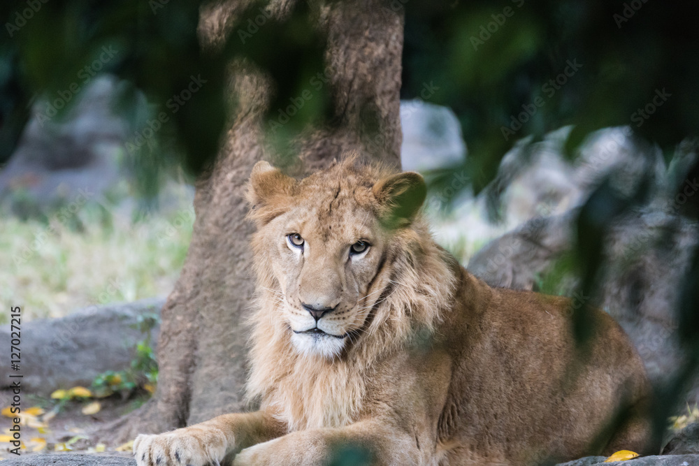 Fototapeta premium ライオン
