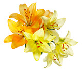 Orange and white-yellow lilies