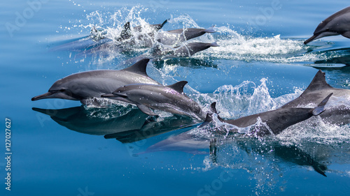 Foto Several dolphins jumping out of the water and diving back into the blue ocean of