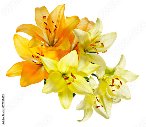 Orange and white-yellow lilies