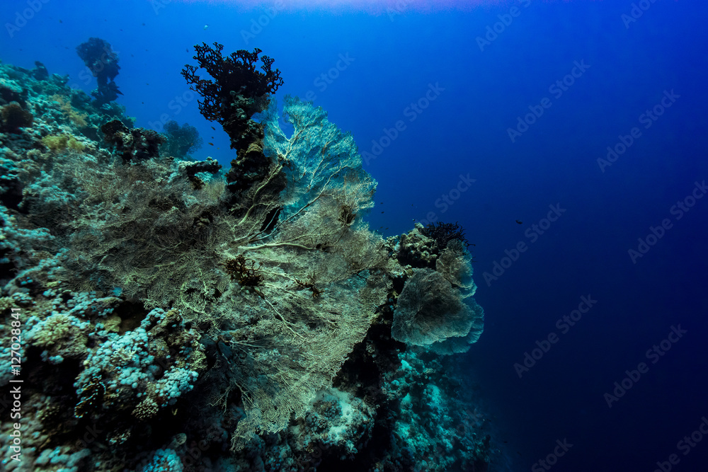 Fototapeta premium giant gorgonian seascape