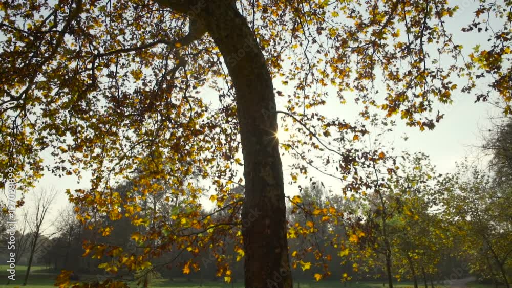 Sunbeams and trees in the woods in autumn