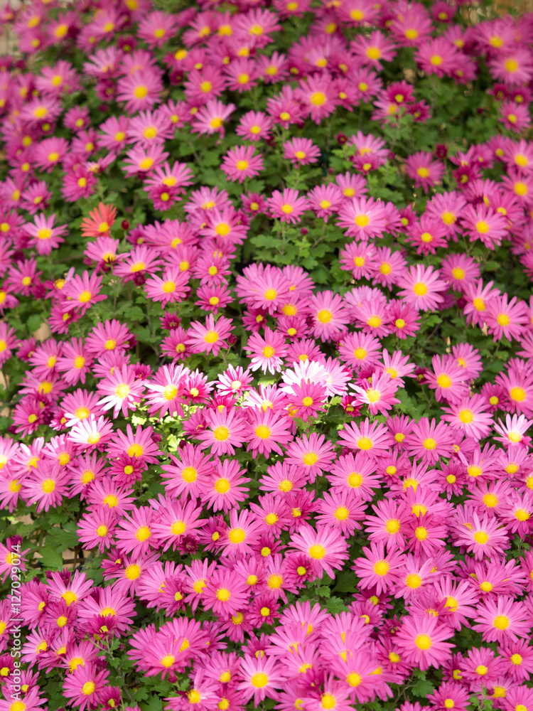 菊の花 菊の花