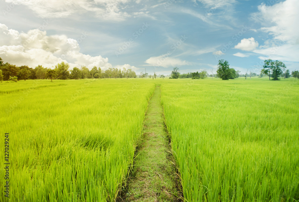 landscape with green grass, landscape with green grass,