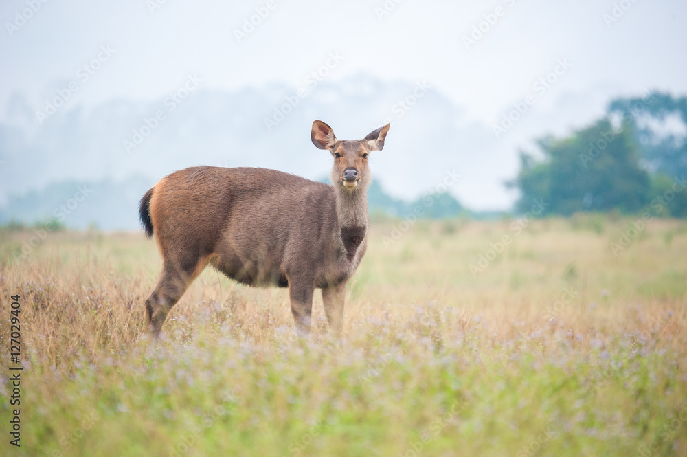 Fototapeta premium Sambar deer in meadows forest at Khao Yai national park, Thailan