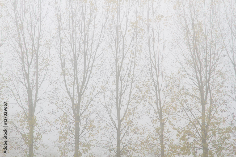 Chopos y niebla en otoño. Populus. Chopos y niebla en otoño. Populus.