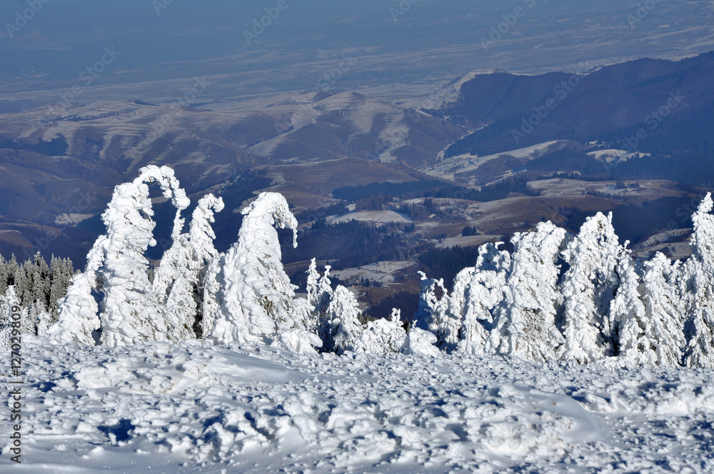 custom made wallpaper toronto digitalWinter landscape with snow covered trees