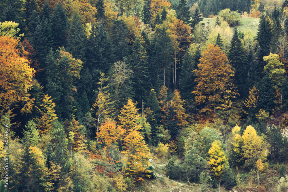 Beautiful orange and red autumn forest Beautiful orange and red autumn forest