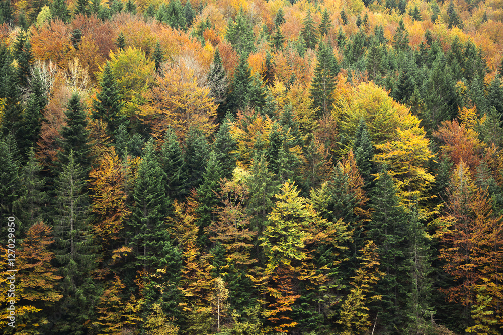 Beautiful orange and red autumn forest Beautiful orange and red autumn forest