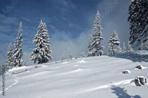 Winter fir trees covered with fresh snow