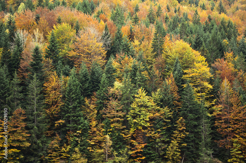 Beautiful orange and red autumn forest